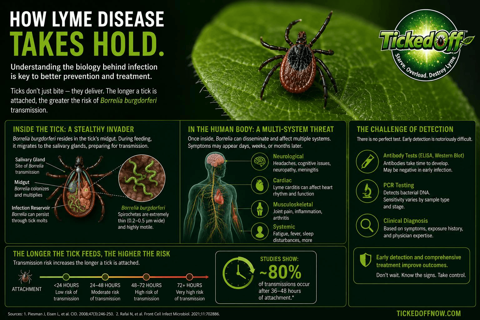 How Lyme disease takes hold in the body